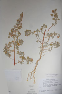 Herbarium Sheet of 